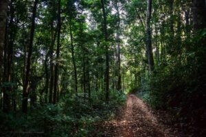 മണിയാറൻകുടി വനമേഖലയിൽ നിന്നും അസ്ഥികൂടാവസ്ഥയിലുള്ള മൃതദേഹം കണ്ടെത്തി. മാസങ്ങൾക്കു മുമ്പ് കാണാതായ വ്യക്തിയുടേതാണ് മൃതദേഹം എന്ന് സംശയം. ഏറെ വൈകിയും പോലീസ് എത്താത്തതിൽ പ്രതിഷേധം.